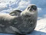 Seal