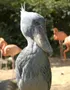 Shoebill