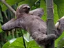 Sloth