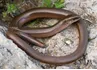 Slow Worm