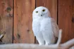 Snowy Owl