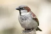 Sparrow