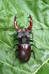 Stag Beetle