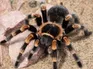 Tarantula