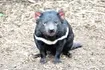 Tasmanian Devil