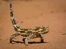 Thorny Devil