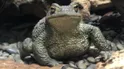 Toad