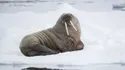 Walrus