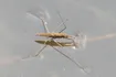 Water Strider