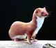 Weasel