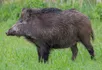 Wild Boar