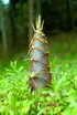 Bamboo Torture (A bamboo grows through your body)