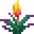 Torchflower