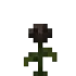 Wither Rose 