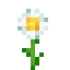 Oxeye Daisy 