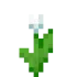 White Tulip 