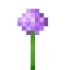 Allium 