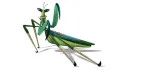 Menthe