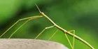 Stick Bug