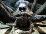 Aragog