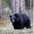 Black Bear