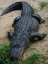 Alligator