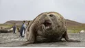 Elephant Seal