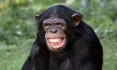 Chimpanzee