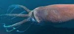 Giant Squid