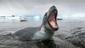 Leopard Seal