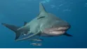 Bull Shark