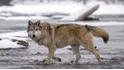 Gray wolves 