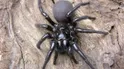 Sydney funnel web spiders 