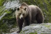 Brown Bear