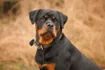 Rottweilers