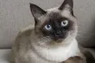 Siamese Cat