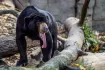 Sun Bear