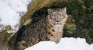 Snow Leopard