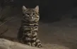 Black-footed cat