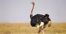 Ostrich