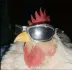 Galinha foda se