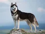 Husky Siberiano