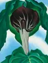 O’Keeffe- Jack-in-the-Pulpit No. 3