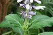 salvia divinorum