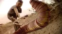 Mongolian Death Worm