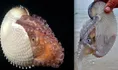 Greater Argonaut (Paper Nautilus)