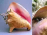 Queen Conch