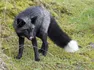 Black Fox