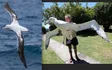 Wandering Albatross