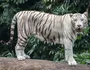 White Tiger